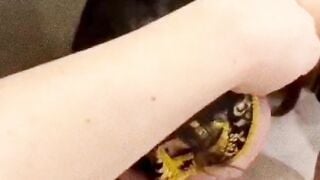 【淫妻大神】宝藏博主『一休哥夫妻』带小娇妻体验单男的带来的快感 娇妻在单男的胯下不断被征服