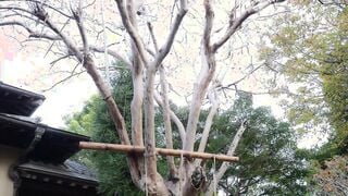 GMA-095 緊縛調教妻 死んだ義母の代わりに縛られ犯●れた嫁。マゾの素質が開花していく陰湿で淫猥な数日間 足立友梨